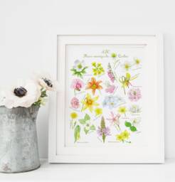 Quebec Wild Flowers Art Print/Abc Poster Flowers Spring Art - Fleurs Sauvages Du Qu??bec Affiche Fleurs - thumbnail 1