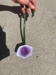 Glass Flower - Purple Pop Wall Piece Sculpted Glass Flows Pink White Green