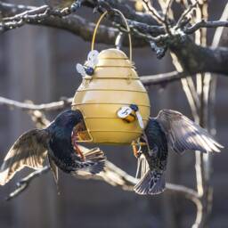 Metal Beehive Hanging Bird Feeder. Bee Lovers. Birds. Garden Accessory. Lovers Gift. Outdoor Feeder - thumbnail 4