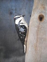 stoneware Downy Woodpecker - thumbnail 1
