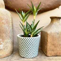 Large Dutch Pot - Crackle Glaze Plant With A Teal Blue Cross Pattern Rustic White Cover Succulent Planter House - thumbnail 2