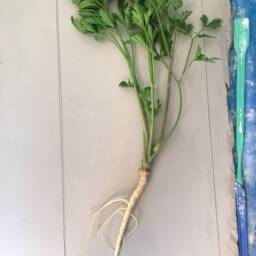 Tile Parsley Root Cast. Botanical Decorative Unique Plaster Wall Art Frame Wood Concrete Impression Pressed Flowers Eco Friendly - thumbnail 4