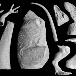 Allosaurus Antrodemus 1/20 Resin Kit - thumbnail 4