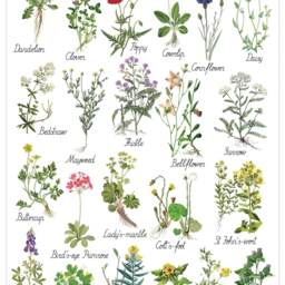 Botanical Flowers Art Print, Montessori, Kids Room Decor - Instant Download - thumbnail 2