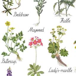 Botanical Flowers Art Print, Montessori, Kids Room Decor - Instant Download - thumbnail 3