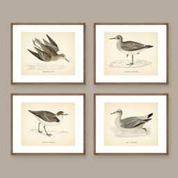 British Birds Prints Set Of 4 Vintage Style Prints Botanical Poster Water Birds Coastal Decor Neutral Wall Art - thumbnail 3