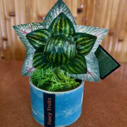 Little Shop Of Horrors Audrey 2 Coffee Can Sculpture 6 Inches Tall Feed Me Seymour Venus Flytrap For Tiki Oasis Halloween - thumbnail 3