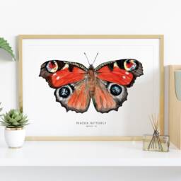Peacock Butterfly Watercolor Art Print - Aglais Io - European Butterflies Poster Gift Living Room Wall Fine Insect Themed Home D??cor - thumbnail 2