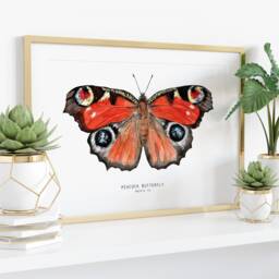 Peacock Butterfly Watercolor Art Print - Aglais Io - European Butterflies Poster Gift Living Room Wall Fine Insect Themed Home D??cor - thumbnail 3
