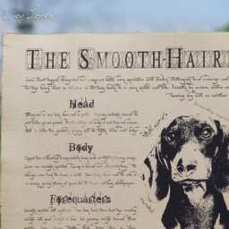 Antique Styled Dog Standard - Smooth-Haired Dachshund Poster Vintage Gift - thumbnail 2