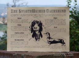 Antique Styled Dog Standard - Smooth-Haired Dachshund Poster Vintage Gift - thumbnail 1