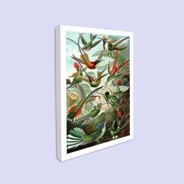 Hummingbird Canvas Print, Vintage Ornithology Wall Art - image 1
