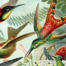 Hummingbird Canvas Print, Vintage Ornithology Wall Art - thumbnail 2