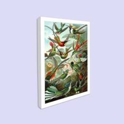 Hummingbird Canvas Print, Vintage Ornithology Wall Art - thumbnail 1