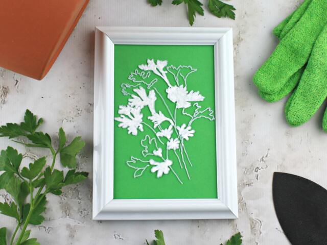 Framed Parsley Botanical Line Drawing. Handmade Wall Art Gift For Chef, Cook Or Gardener. Green & White Boho Decor Dining Room - image 1