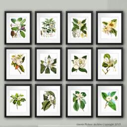 Magnolia Pictures Wall Decor Set Of 12 Unframed Flower Botanical Prints Living Room - thumbnail 2