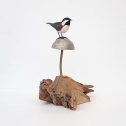 Boreal Chickadee On Soapstone Mushroom - thumbnail 2