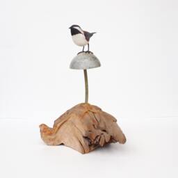 Boreal Chickadee On Soapstone Mushroom