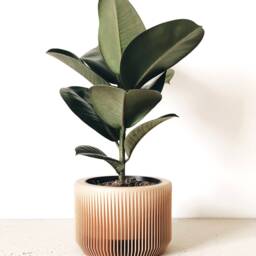 Indoor Wood Planter - Praha Perfect Gift For Plant Lovers - thumbnail 3
