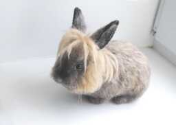 Custom Made Rabbit, Needle Felted Pet Portrait, Life Size Bunny, Lifelike Felt Rabbit Lionhead Rabbit, Himalayan Rabbit Or Any Other Breed