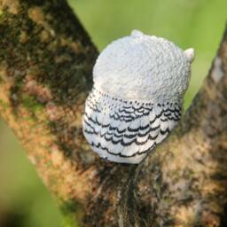 Miniature White Owl. Sleepy Resin Owl Statue. Closed Eye Sculpture Statue Totem Figure - thumbnail 2