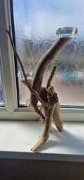 Driftwood Tealight Holder - thumbnail 1