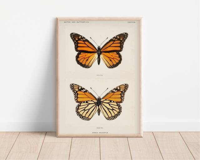 Vintage Monarch Butterfly Print - Moths & Butterflies, Denton, Taxidermy, Insect Print, Danais Drchippus, Painting, Nature Art - image 1