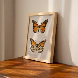 Vintage Monarch Butterfly Print - Moths & Butterflies, Denton, Taxidermy, Insect Print, Danais Drchippus, Painting, Nature Art - thumbnail 2