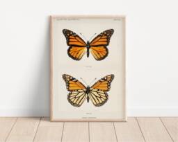 Vintage Monarch Butterfly Print - Moths & Butterflies, Denton, Taxidermy, Insect Print, Danais Drchippus, Painting, Nature Art - thumbnail 1