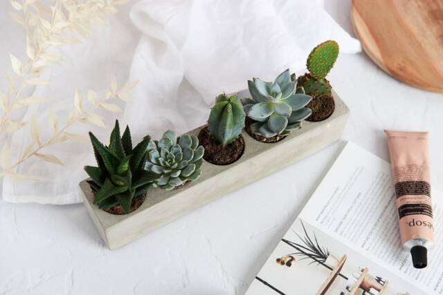 Rectangular Shaped Multi Cacti Plant Holder, Space For 5 Or Mini Succulents - image 1
