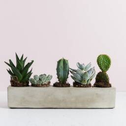 Rectangular Shaped Multi Cacti Plant Holder, Space For 5 Or Mini Succulents - thumbnail 2