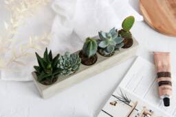 Rectangular Shaped Multi Cacti Plant Holder, Space For 5 Or Mini Succulents