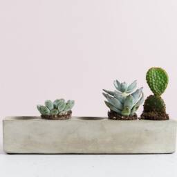 Rectangular Shaped Multi Cacti Plant Holder, Space For 5 Or Mini Succulents - thumbnail 3