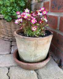 Cottage House Style Terracotta Plant Pot/ Rustic & Timeless/ Old/ Farmhouse Garden Decor/ Vintage Flower Pots/ - thumbnail 1