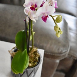3D Printed Flower Pot - Pots Little Vase Table Geometric Design Orchid Indoor Planter - thumbnail 3