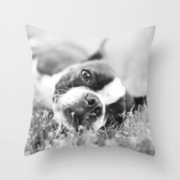 Dog Pillow Cover Boston Terrier Cushion - 16x16 18x18 20x20 - thumbnail 1