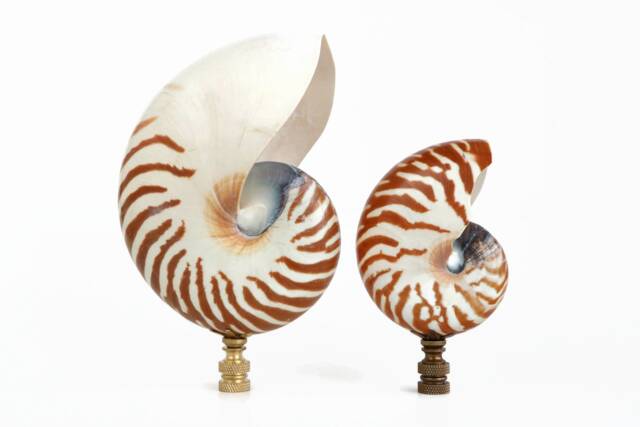 Tiger Nautlius Shell Lamp Finial On Brass Or Bronze Hardware - Oversized Coastal Topper - image 1
