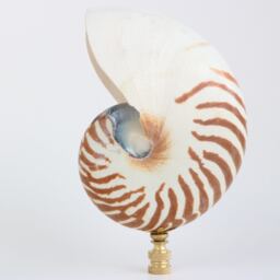 Tiger Nautlius Shell Lamp Finial On Brass Or Bronze Hardware - Oversized Coastal Topper - thumbnail 3