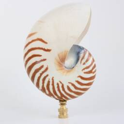 Tiger Nautlius Shell Lamp Finial On Brass Or Bronze Hardware - Oversized Coastal Topper - thumbnail 2
