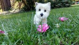 Custom Needle Felted Westie Merino Wool Pet Sculpture Replica