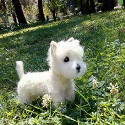 Custom Needle Felted Westie Merino Wool Pet Sculpture Replica - thumbnail 4