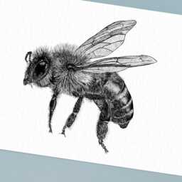 Black & White Honey Bee Art Print // A4 Bee Wall Art, Animal Pen Drawing, Wildlife Lover Gifts Hallway For Entryway - thumbnail 2