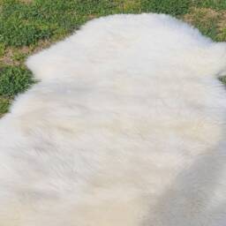 Real Sheep Skin Rug , White Sheep Fur For Your Room/ Floor/ Pets 3 X 2 Ft Natural Rugs - thumbnail 2