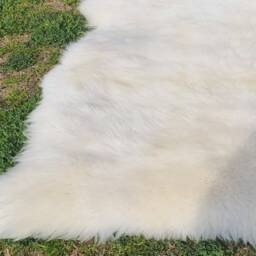 Real Sheep Skin Rug , White Sheep Fur For Your Room/ Floor/ Pets 3 X 2 Ft Natural Rugs - thumbnail 4