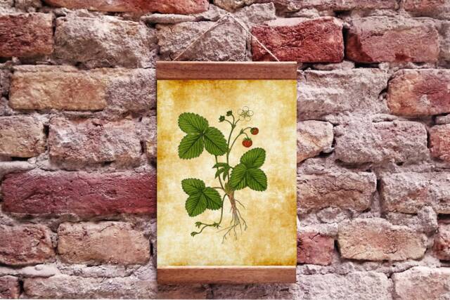 Wild Strawberry Vintage Botanical Illustration Wood Framed Canvas Print, Floral Plant Art - image 1
