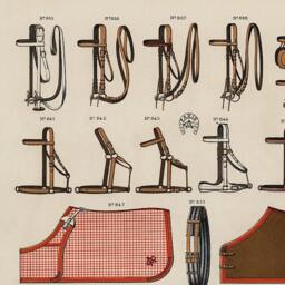 Antique Horse Riding Equipment Art Print Equestrian Illustration - thumbnail 3