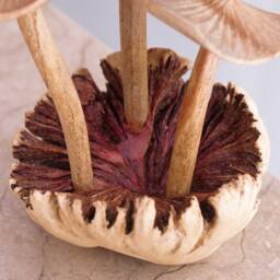Exotic Mushroom Sculpture, Fungi, Handcraft, Rustic, Wood Carving, Boyfriend Gift, Home Decor, Apartment Gift For Mom, Grandma - thumbnail 4