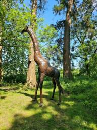 Recycled Metal Handcrafted Giraffe. Garden Outdoor Sculpture, Statue. Safari. Handmade Giraffes