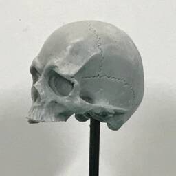 1/7Th Scale Grey Just A Few Teeth Resin Skull Perfect For 10 Inch Figures - thumbnail 2