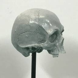 1/7Th Scale Grey Just A Few Teeth Resin Skull Perfect For 10 Inch Figures - thumbnail 3